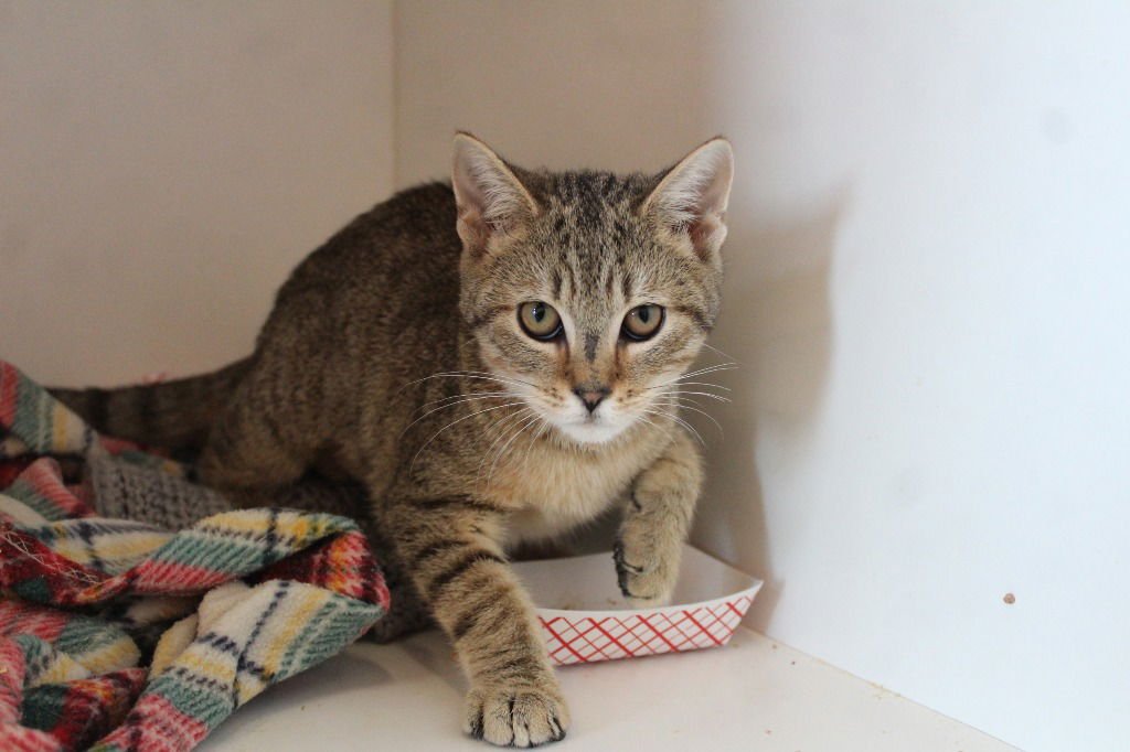 POLYETHYLENE - Domestic Short Hair available for adoption