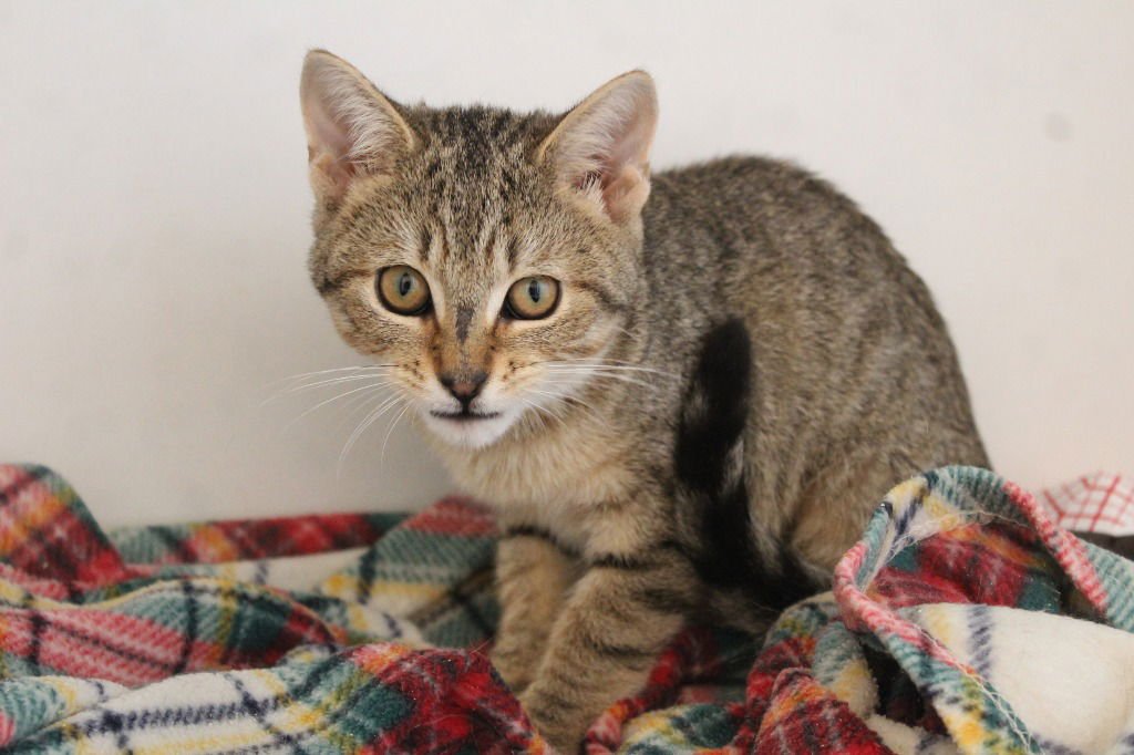 POLYETHYLENE - Domestic Short Hair available for adoption