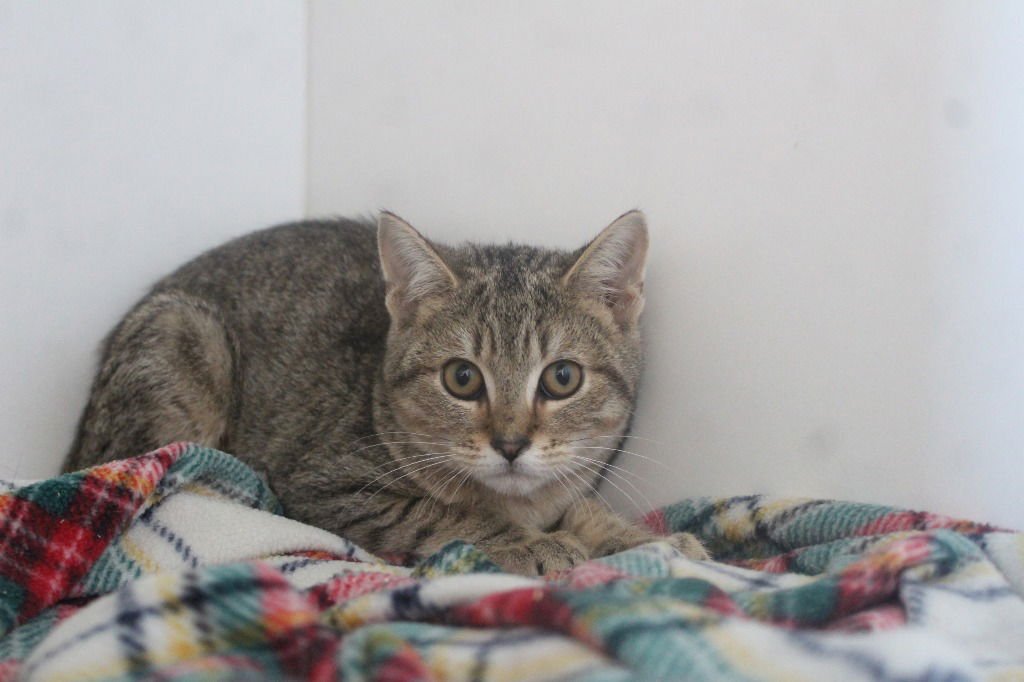 Polyethylene - Photo 3