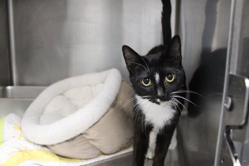 NILLA - Domestic Short Hair available for adoption