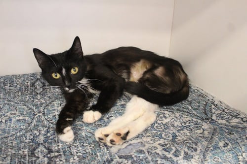 NILLA - Domestic Short Hair available for adoption