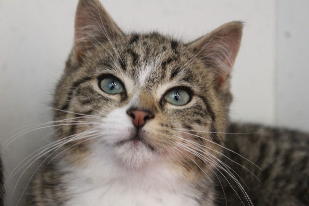 SNAIL - Domestic Short Hair available for adoption