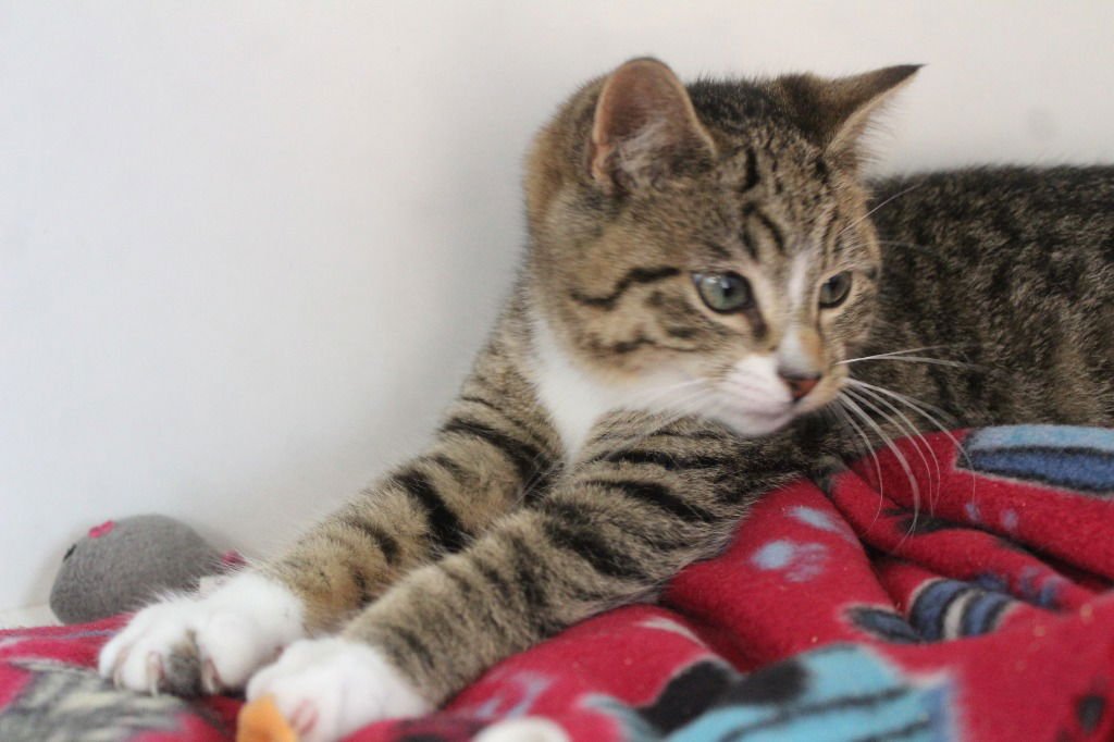 SNAIL - Domestic Short Hair available for adoption