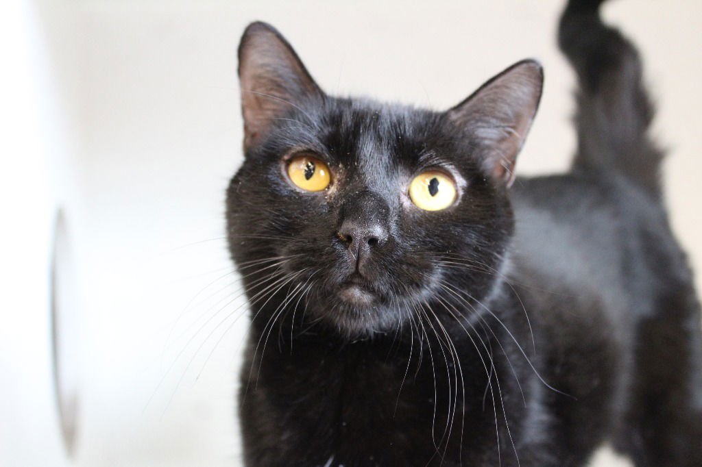 STORMFLY - Domestic Short Hair available for adoption