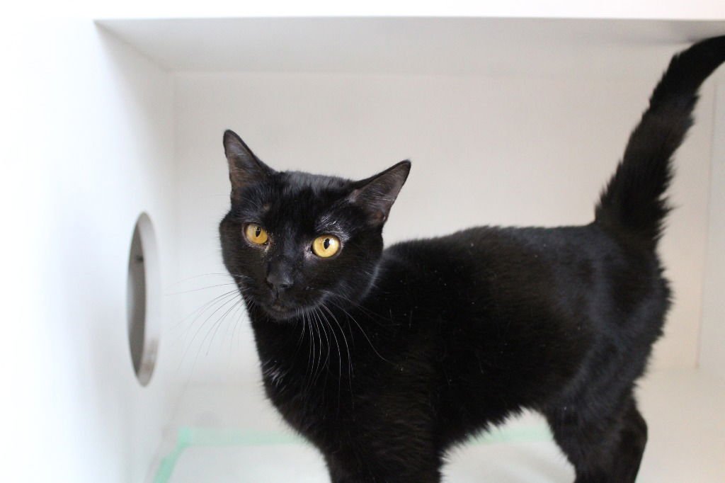 STORMFLY - Domestic Short Hair available for adoption