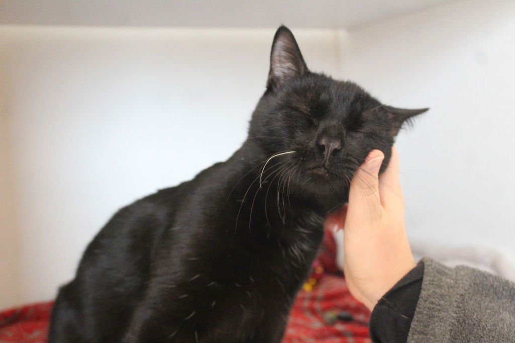 Bacon Turkey Bravo - Photo 3