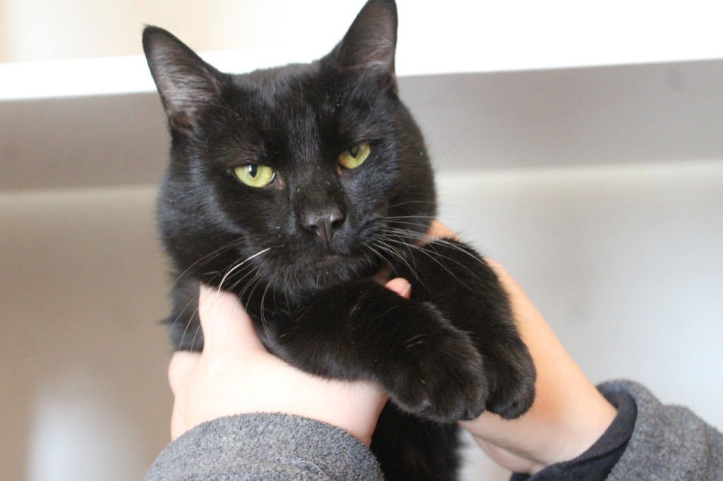 Bacon Turkey Bravo - Photo 4