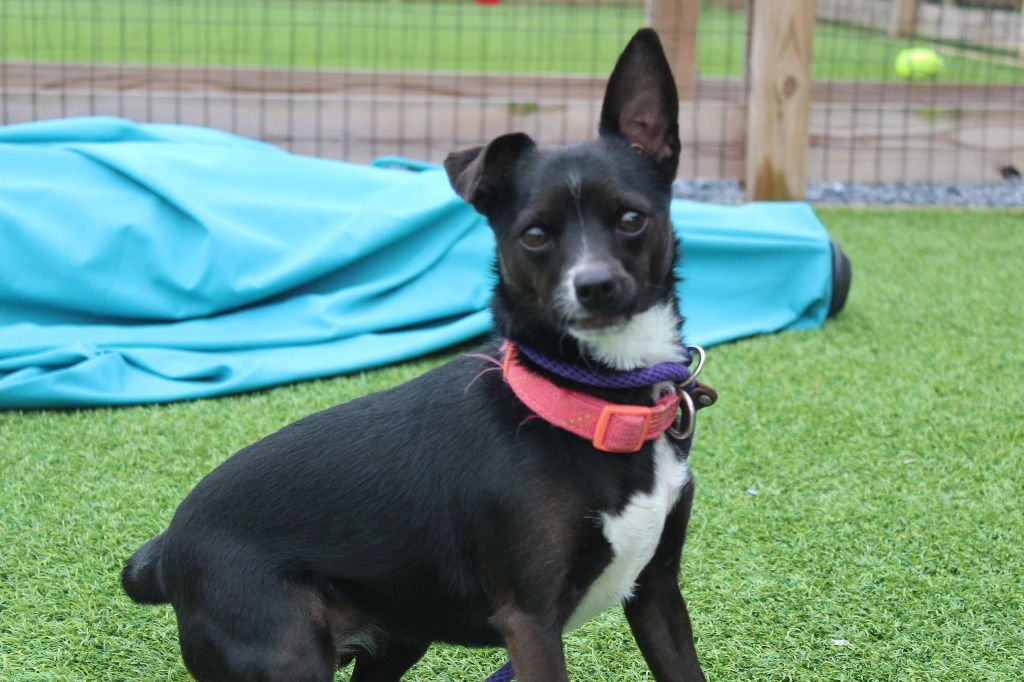 ZEE ZEE - Chihuahua / Terrier available for adoption