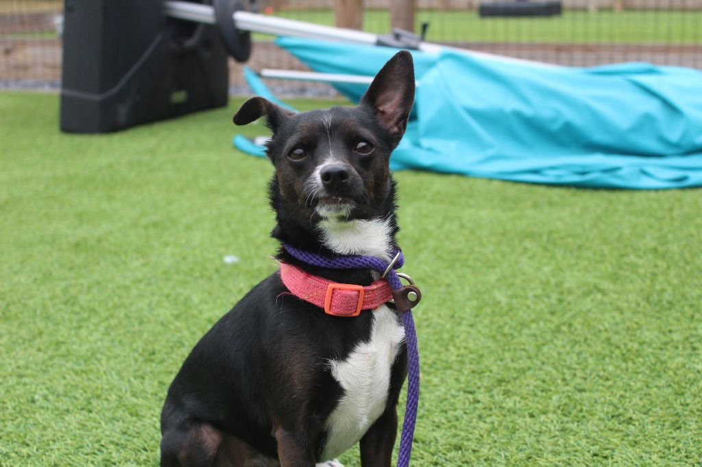 ZEE ZEE - Chihuahua / Terrier available for adoption