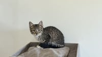 Mungojerrie - Photo 2