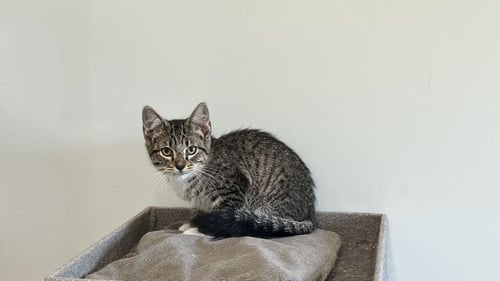 MUNGOJERRIE - Domestic Short Hair available for adoption
