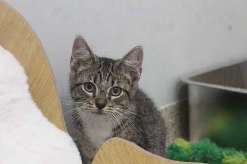 MUNGOJERRIE - Domestic Short Hair available for adoption