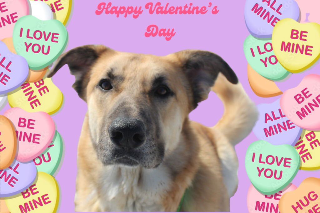 CHIP - Anatolian Shepherd / Terrier available for adoption