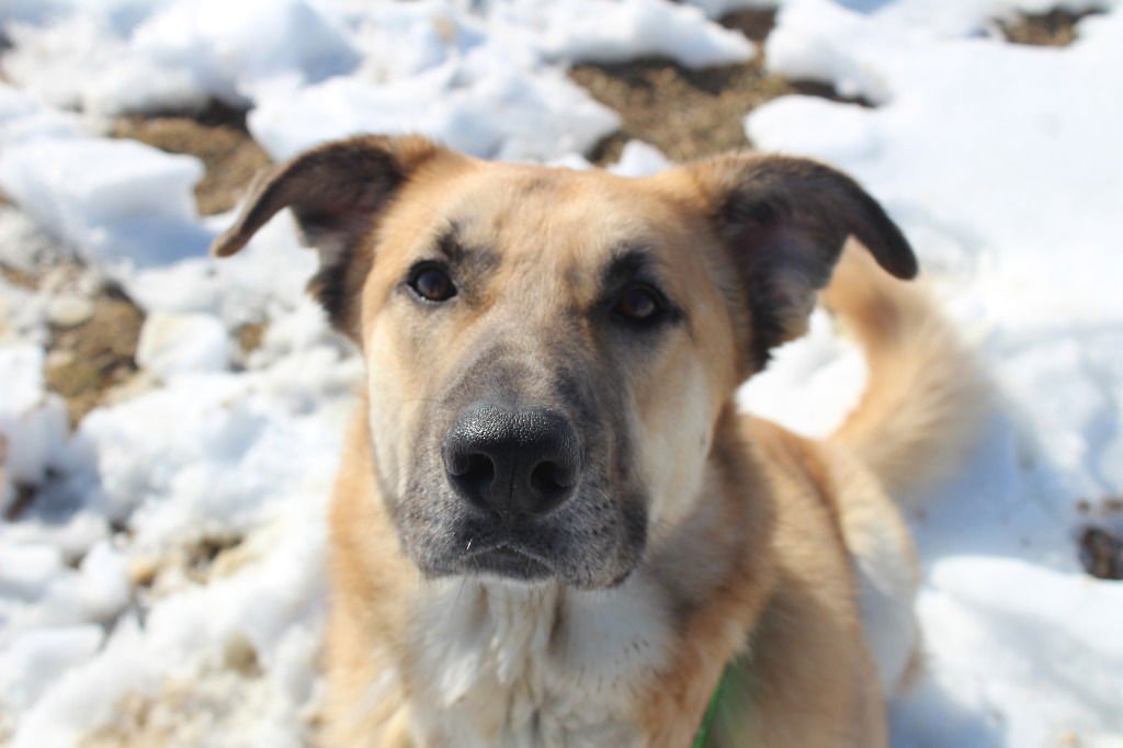CHIP - Anatolian Shepherd / Terrier available for adoption