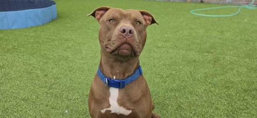 FORD - Pit Bull Terrier available for adoption