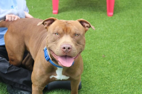 FORD - Pit Bull Terrier available for adoption