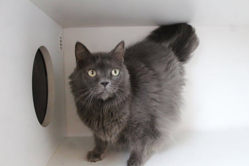 MISTY - Domestic Long Hair available for adoption