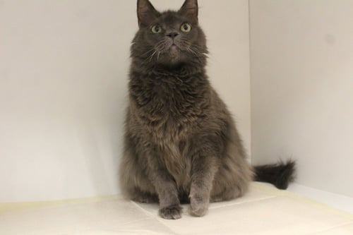 MISTY - Domestic Long Hair available for adoption