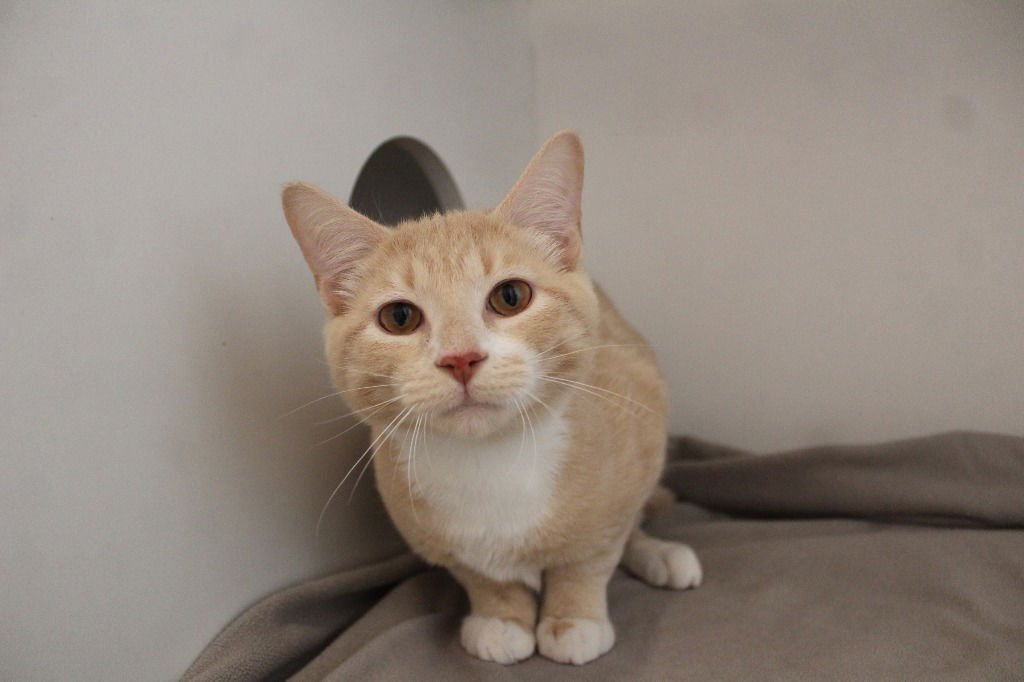 LIL’ BISCUIT - Domestic Short Hair available for adoption