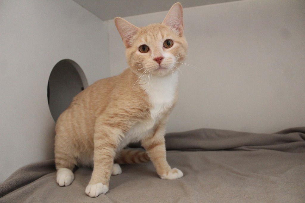 Lil’ Biscuit - Photo 3