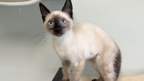SATIVA - Siamese available for adoption