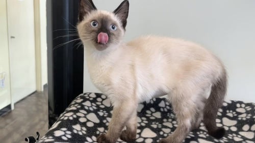 SATIVA - Siamese available for adoption