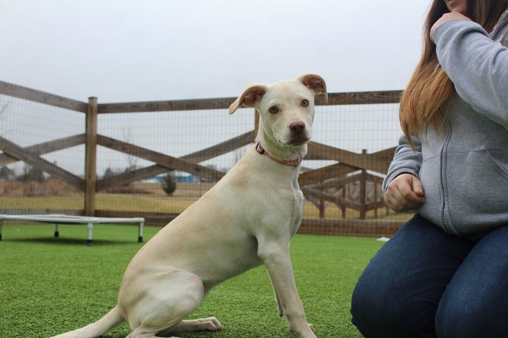 KHAKI - Terrier available for adoption