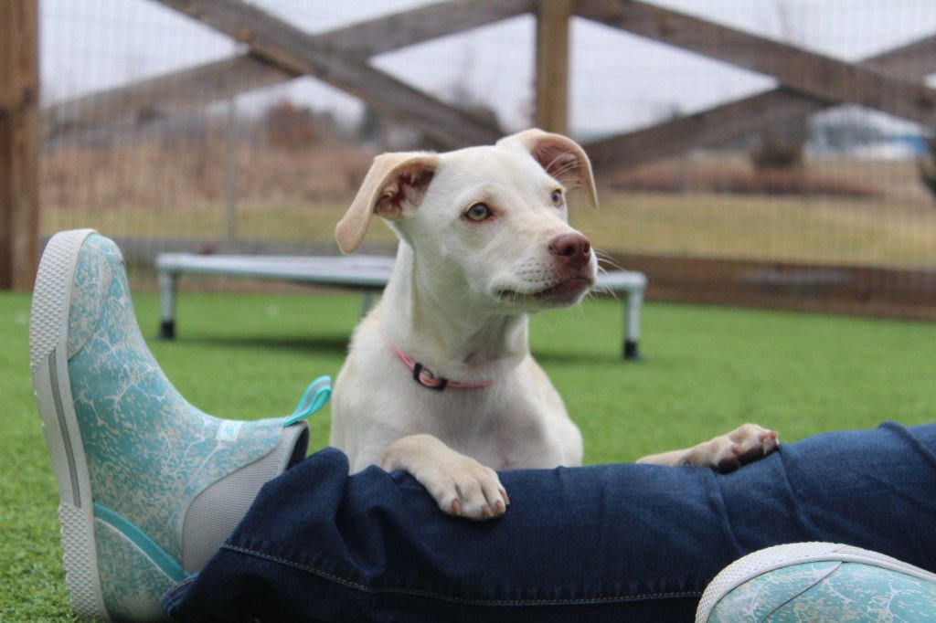 KHAKI - Terrier available for adoption