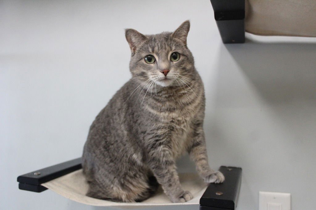 BAYLEE - Domestic Short Hair available for adoption