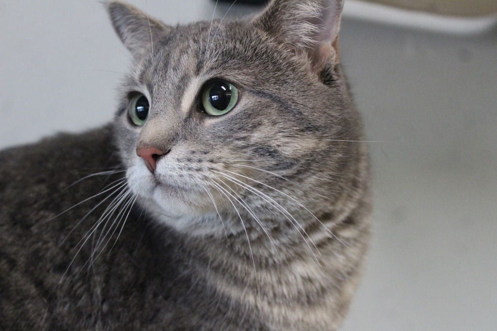 BAYLEE - Domestic Short Hair available for adoption