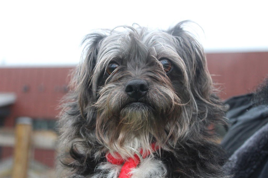 PROMISE - Shih Tzu / Terrier available for adoption