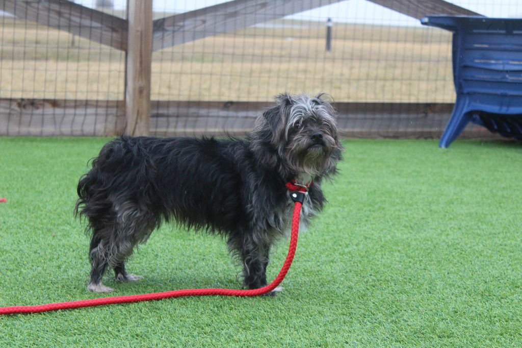 PROMISE - Shih Tzu / Terrier available for adoption