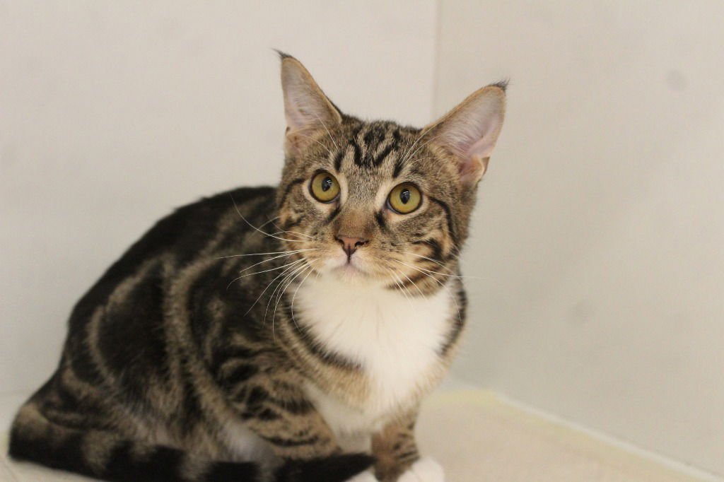 SOUR GRAPES - Domestic Short Hair available for adoption