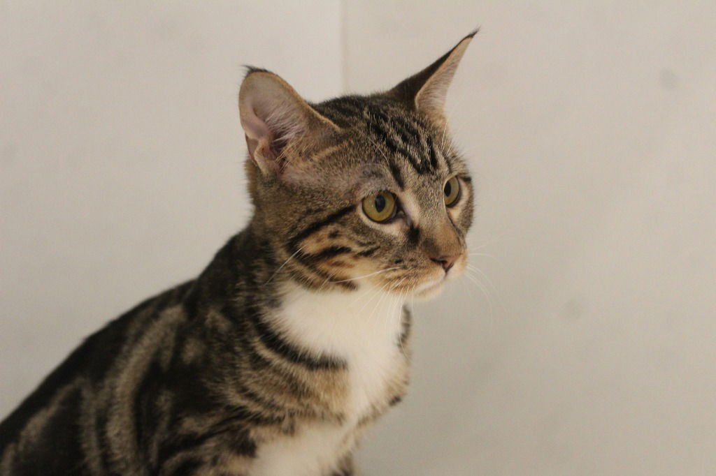 SOUR GRAPES - Domestic Short Hair available for adoption