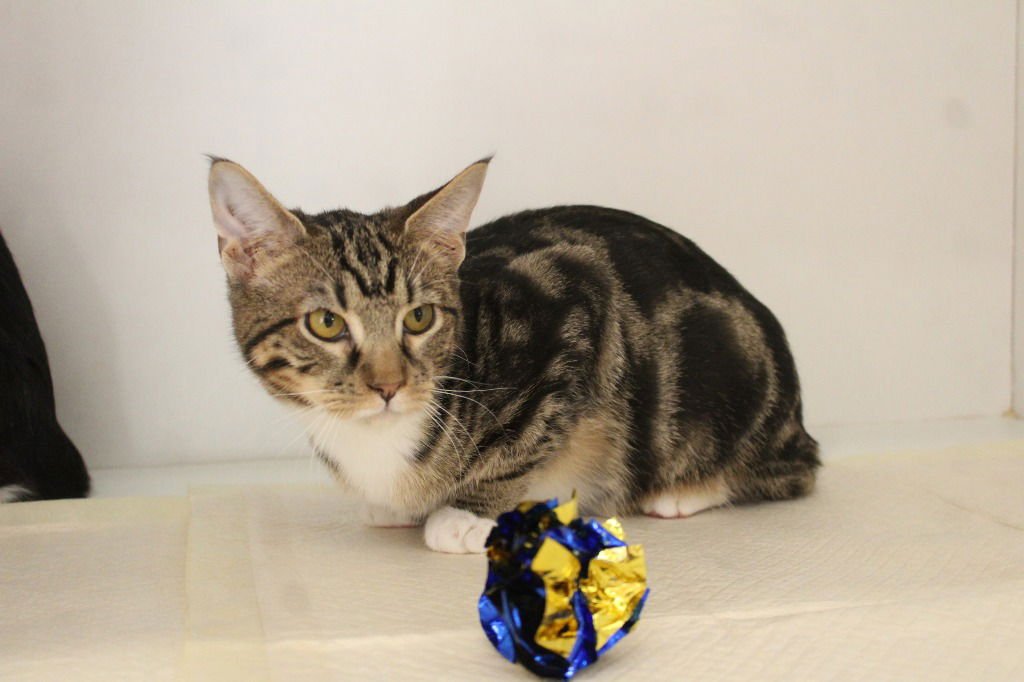 Sour Grapes - Photo 3