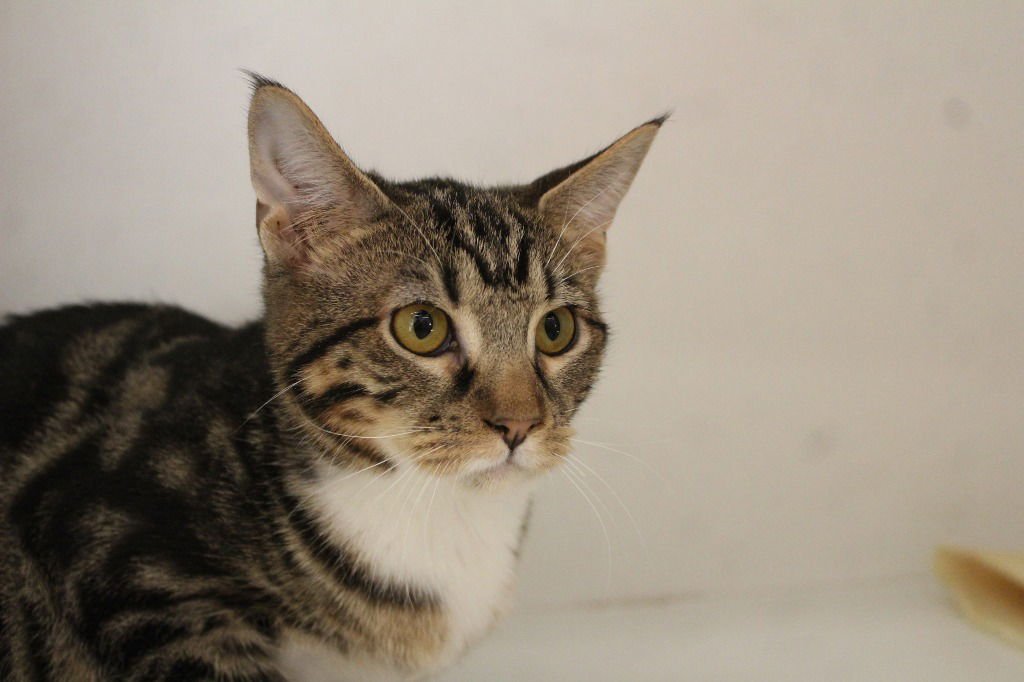 Sour Grapes - Photo 4