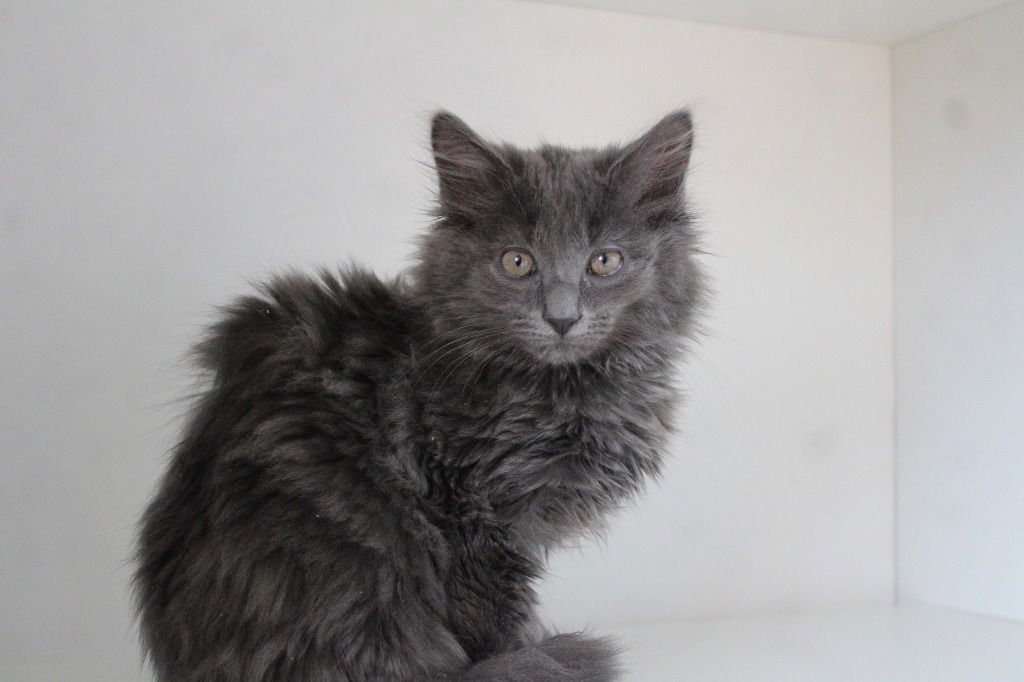 ZUCCHINI - Domestic Short Hair available for adoption