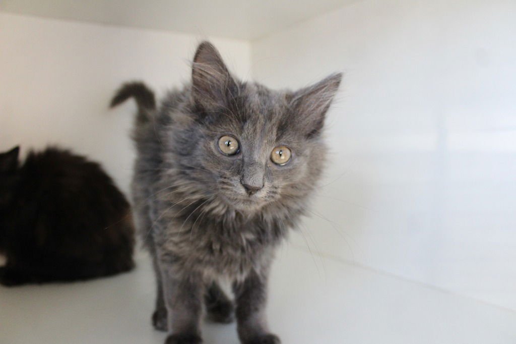 ZUCCHINI - Domestic Short Hair available for adoption