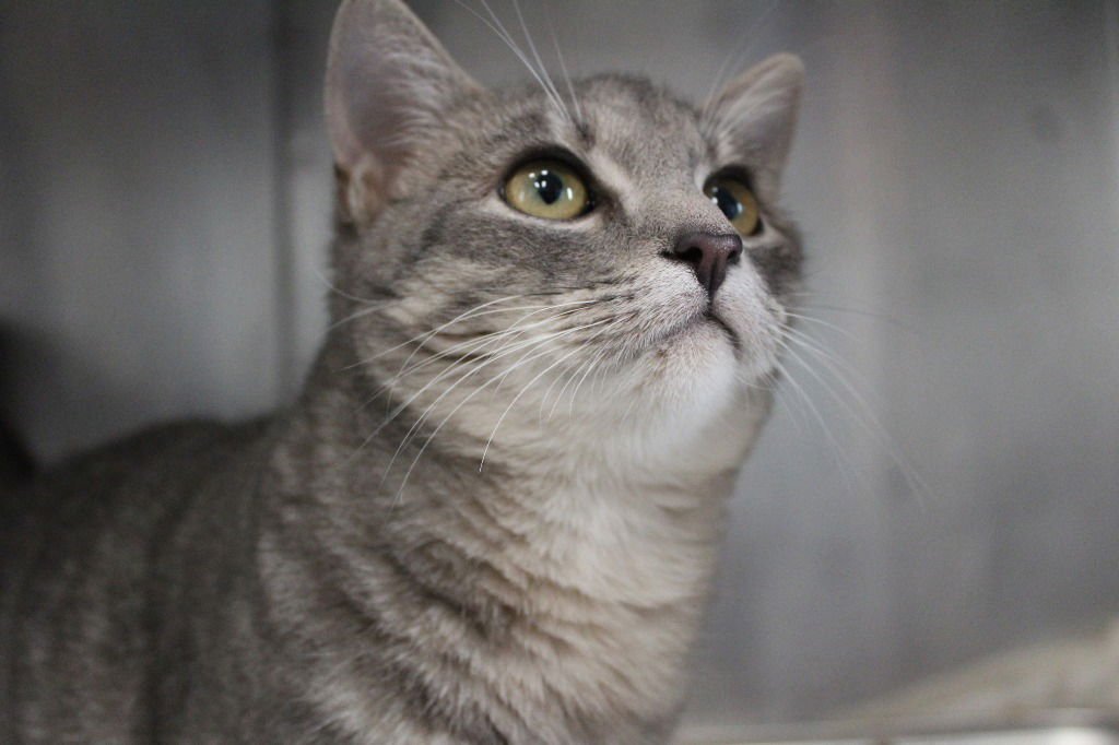 LOLLI - Domestic Short Hair available for adoption