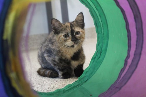 JEMIMA - Domestic Short Hair available for adoption