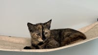 Jemima - Photo 2
