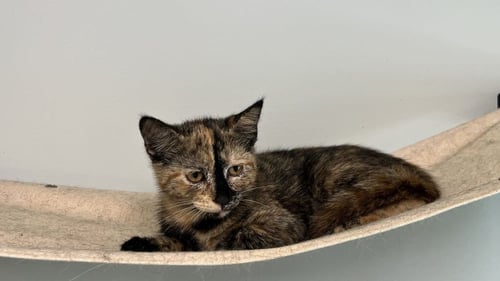 JEMIMA - Domestic Short Hair available for adoption