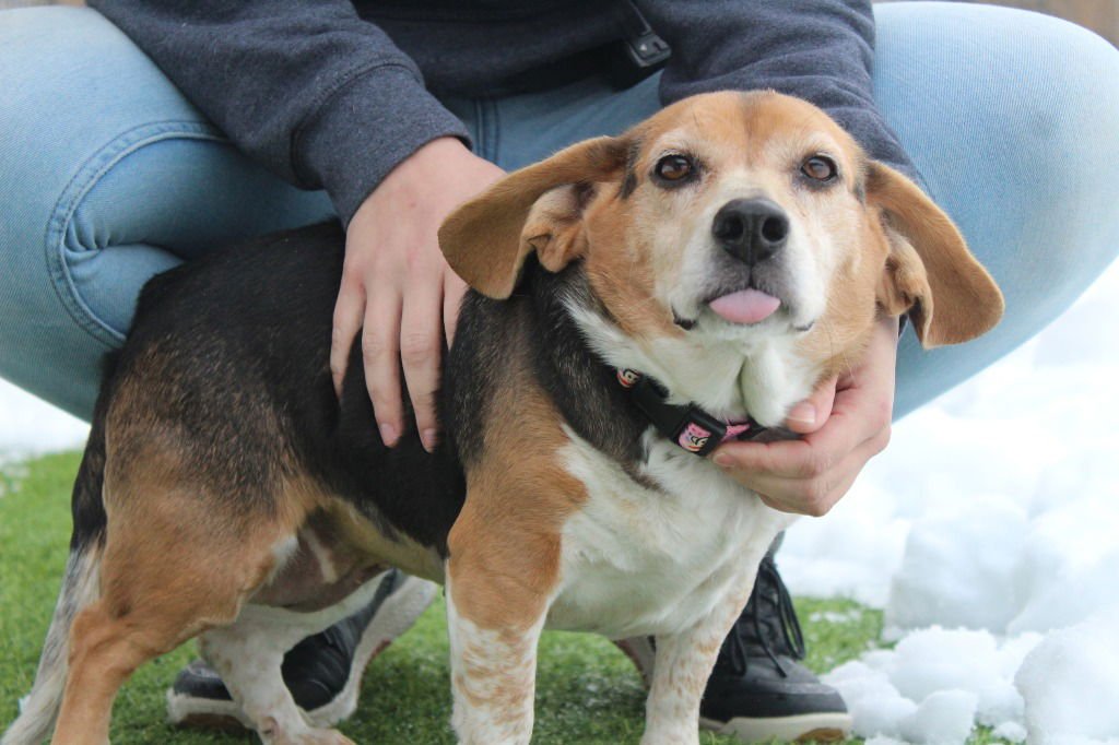 TOOTSIE ROLL - Beagle available for adoption