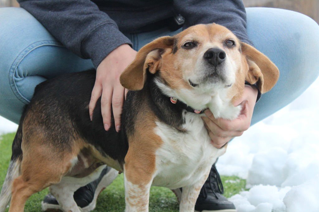 TOOTSIE ROLL - Beagle available for adoption