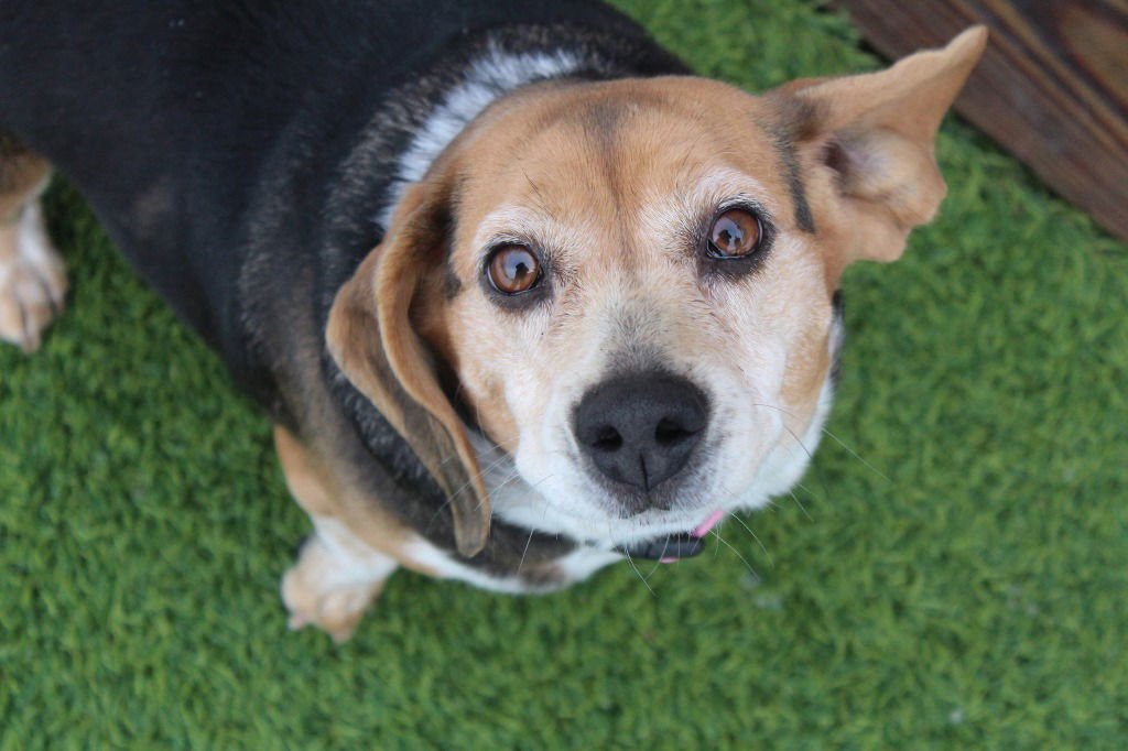 Tootsie Roll - Photo 4