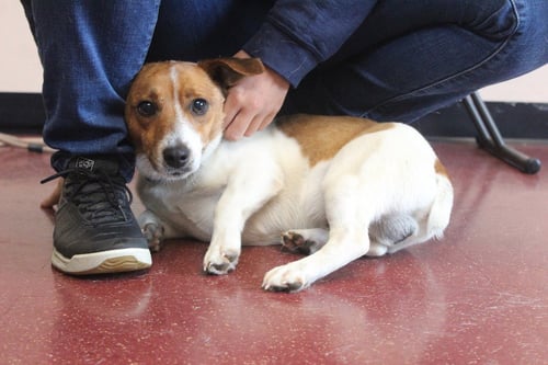 DUCKIE - Jack Russell Terrier available for adoption