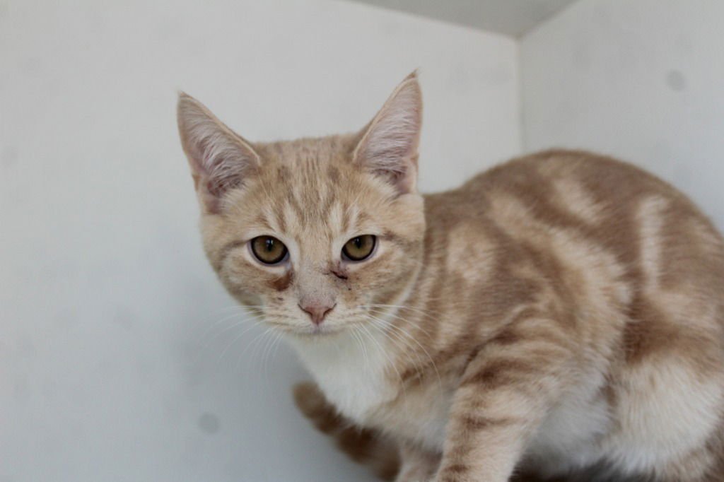 POTATO CHIP - Domestic Short Hair available for adoption