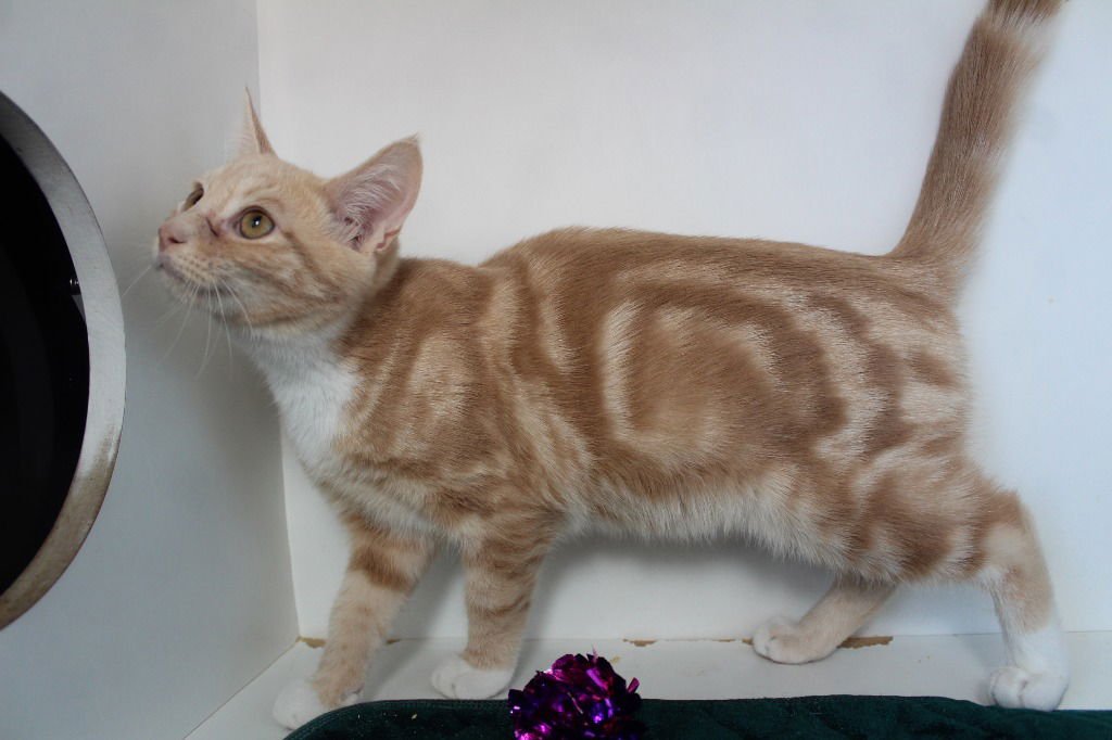 Potato Chip - Photo 3