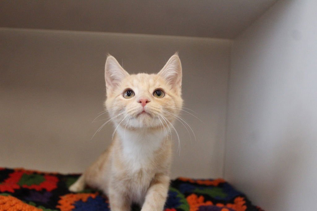 Potato Chip - Photo 4