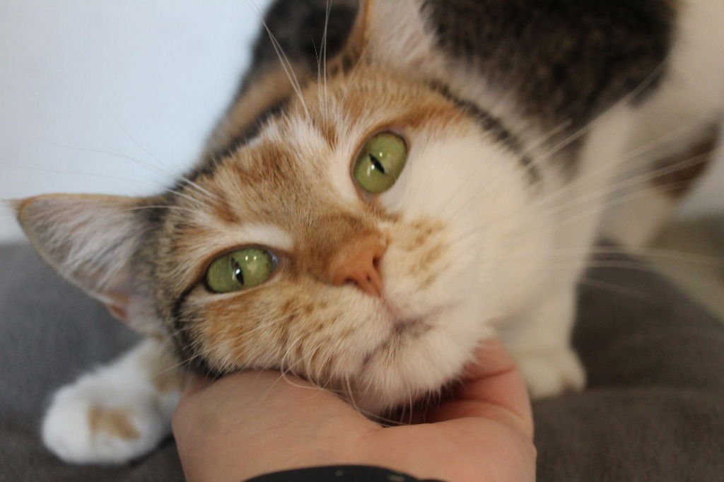 NAMI - Domestic Short Hair available for adoption